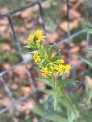 Solidago arguta