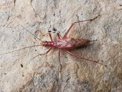 Neoxabea meridionalis