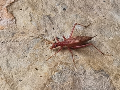Neoxabea meridionalis