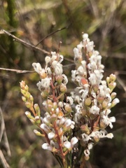 Spatalla racemosa