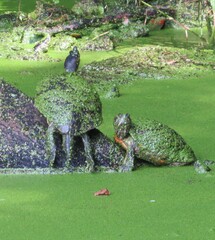 Trachemys venusta venusta