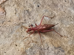 Neoxabea meridionalis