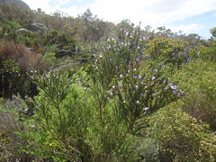 Psoralea aculeata