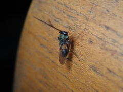 Eucharitidae
