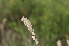 Melica racemosa