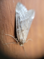 Alsophila pometaria