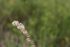 Melica racemosa