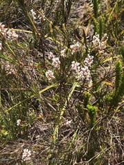 Spatalla racemosa