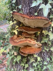 Inonotus