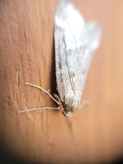 Alsophila pometaria