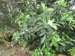 Persea americana