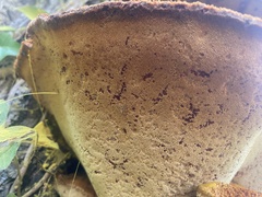 Inonotus