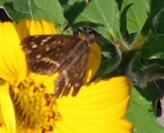 Anthanassa texana texana