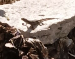 Sceloporus grammicus