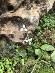 Moraea modesta