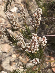 Spatalla racemosa
