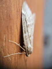 Alsophila pometaria