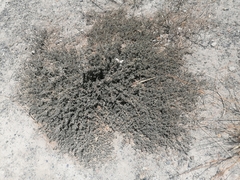 Atriplex semibaccata