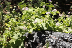 Pelargonium vitifolium