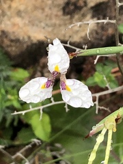 Moraea modesta