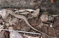 Trachylepis punctatissima