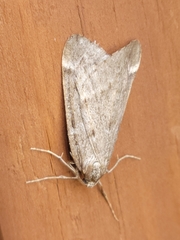 Alsophila pometaria
