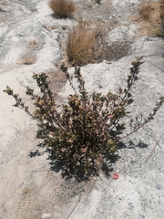 Baccharis latifolia