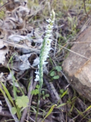 Spiranthes spiralis image