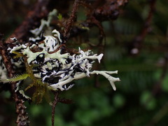 Hypogymnia physodes