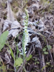 Spiranthes spiralis image