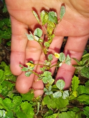 Medicago lupulina