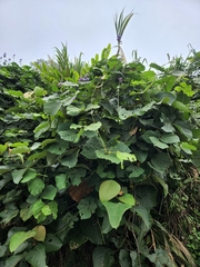 Neustanthus phaseoloides