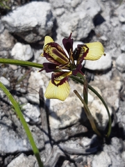 Moraea lurida