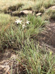 Pelargonium peltatum