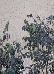 Psittacula krameri