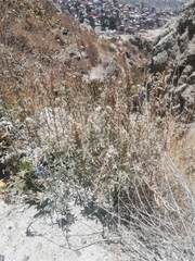 Lupinus altimontanus