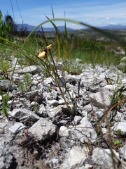 Moraea lurida