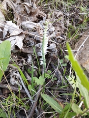 Spiranthes spiralis image