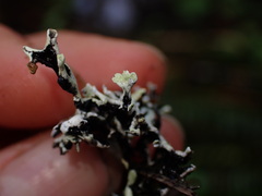 Hypogymnia physodes
