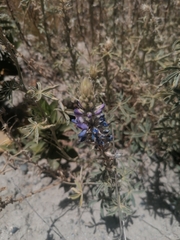 Lupinus altimontanus