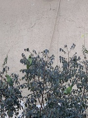 Psittacula krameri