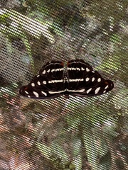 Catonephele acontius