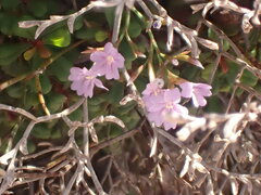 Limonium ebusitanum