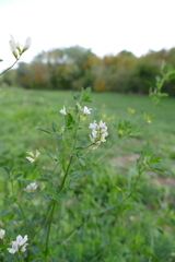 Medicago sativa