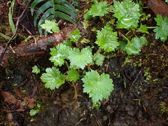 Boykinia occidentalis