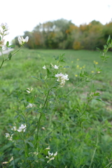 Medicago sativa
