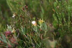 Lampranthus productus
