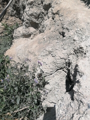 Xylocopa rufidorsum