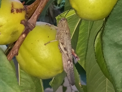 Anacridium aegyptium