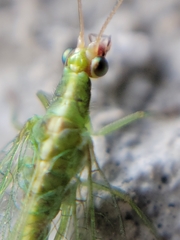 Chrysoperla